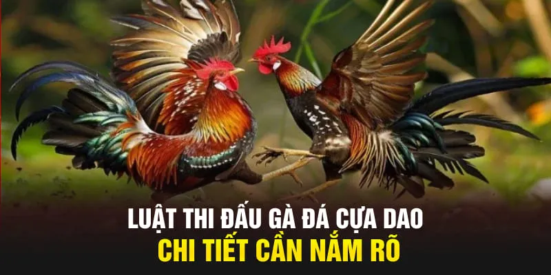 Luật thi đấu gà đá cựa dao chi tiết cần nắm rõ
